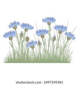 blue cornflowers, field flowers, vector drawing wild plants and green grass at white background, floral elements, hand drawn botanical illustration