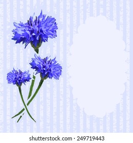 Blue cornflowers on striped background. Greeting card. Vector. 