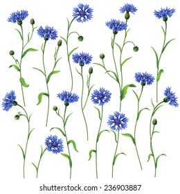 Blue cornflowers set isolated on white.