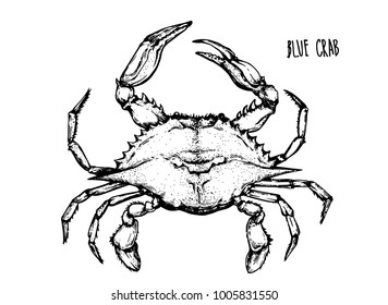 blue crab hand draw on white background