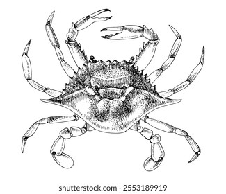 Blue Crab hand drawn vector illustration