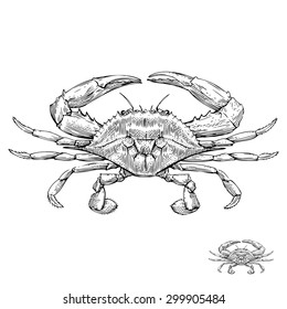 Blue Crab Illustrations 