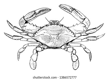 Blue Crab Is Taken From Florida Coastal Waters, Vintage Line Drawing Or Engraving Illustration.