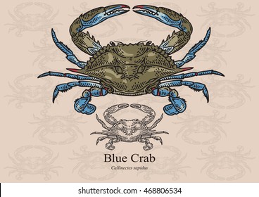 Blue crab. Vector illustration with refined details and optimized stroke that allows the image to be used in small sizes (in packaging design, decoration, educational graphics, etc.)