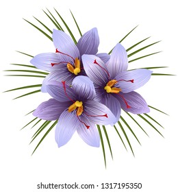 Blue Crocus flowers (Crocus sativus, Saffron crocus), vector illustration isolated on white background.