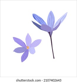 Blue crocus on white background