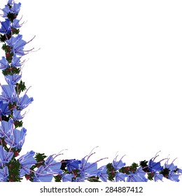 Blue cute flowers on a white background.