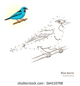 Blue dacnis learn birds educational game learn to draw vector illustration