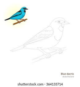 Blue dacnis learn birds educational game learn to draw vector illustration