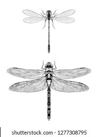 Blue damselfly and emperor dragonfly vector hand drawn illustration.