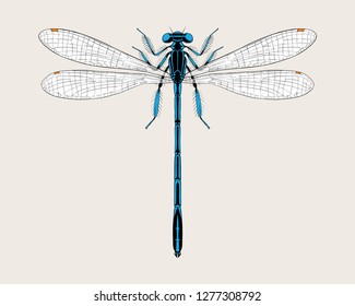 Blue damselfly vector hand drawn illustration.