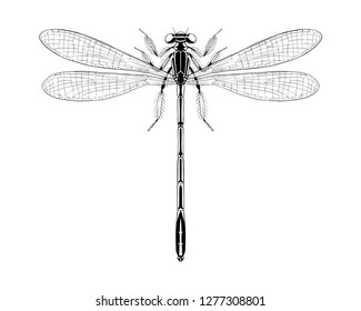 Blue damselfly vector hand drawn illustration.
