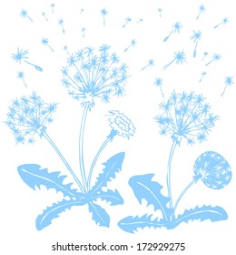 blue dandelions