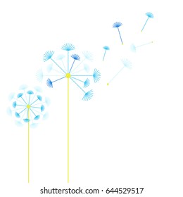 Blue dandelions on white background