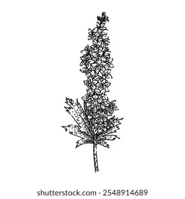 blaues Delphinium, handgezeichnet. spikes hütte, garten giftig, larkspur pflanzung blau delphinium vektor skizze. einzelne schwarze Illustration