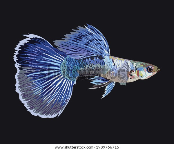 Blue Delta Guppy Fishexotic Fish Small Stock Vector (Royalty Free ...