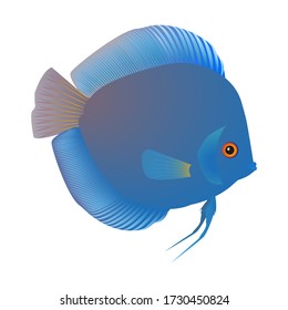 A blue discus fish on the white background. Vector illustration.