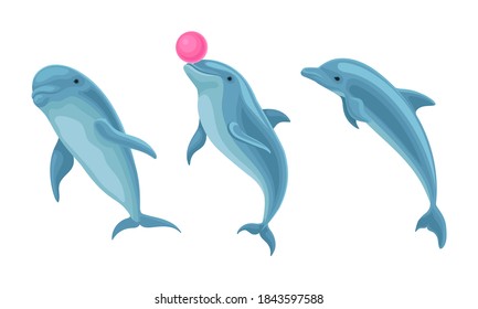 Blue Dolphin as Aquatic Mammal with Streamlined Body and Flippers Vector Set