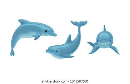 Blue Dolphin as Aquatic Mammal with Streamlined Body and Flippers Vector Set