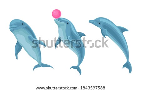 Blue Dolphin as Aquatic Mammal with Streamlined Body and Flippers Vector Set
