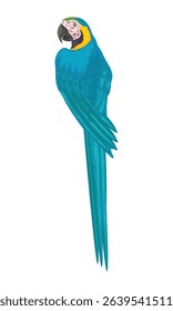 blue dominant macaw with separate white background