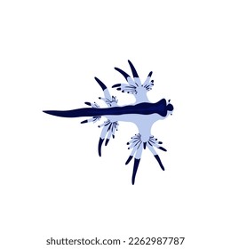 Blue dragon, sea swallow, blue angel, the blue glaucus, sea slug nudibranch vector design, png image with transparent background.