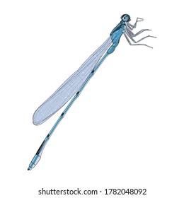 Blue Dragonfly Animal Bugs and Insect Design