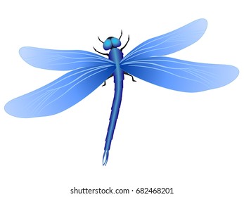 Blue dragonfly on white background.