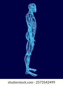 Blue drawing of a human body blue contour. The drawing is of a person standing. Side view