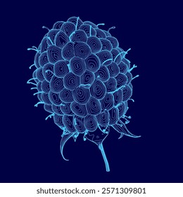 Blue drawing of a raspberry. The drawing is of a close up of a raspberry with a blue background