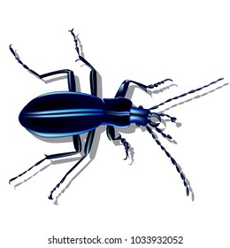 blue earth beetle, insect with shadow on a piece of paper, 3d