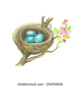 Blue eggs in nest Song Thrush, watercolor vector illustration.