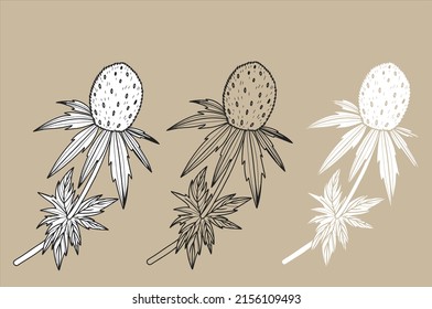 Blue eryngium plant flower hand drawn illustration feverweed botanical herb meadow flora garden herbarium