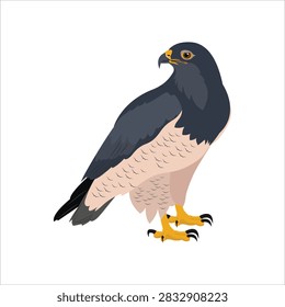 Blue falcon bird standing in side view, featuring a clean cartoon realistic style with simplified details and natural posture. This raptor illustration is suitable for wildlife, bird, nature, education, and decorative design projects.