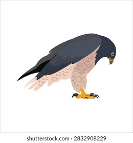 Blue falcon bird standing in side view, featuring a clean cartoon realistic style with simplified details and natural posture. This raptor illustration is suitable for wildlife, bird, nature, education, and decorative design projects.