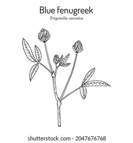 Blue fenugreek or utskho suneli (Trigonella caerulea), medicinal and edible plant. Hand drawn botanical vector illustration