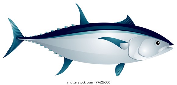 Blue Fin Tuna Fish Vector Image