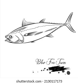 Blue Fin Tuna, sea fish animal realistic sketch, vector illustration