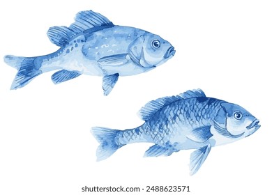 Blue fish couple vector illustration isolated on white background. Blue carp fish with short tail and nice fins. Marine or river water animals.