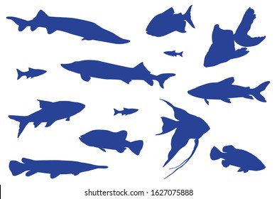 Blue fishes swimming vector isolated illustration. Ocean or sea creatures. Fishes isolated on white. Marine animals carp, goldfish, tench vector design.