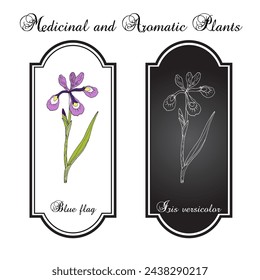 Blue flag (Iris versicolor), medicinal and ornamental plant. Hand drawn botanical vector illustration
