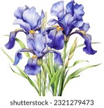 Blue Flag, IrisBlue Flag_Iris Watercolor illustration. Hand drawn underwater element design. Artistic vector marine design element. Illustration for greeting cards, printing and other design projects.