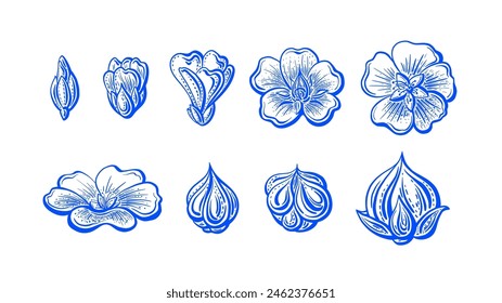 Blue flax flower, linen seed. Floral vector collection of isolate. Botanical detailed vintage sketch for organic cosmetic, beautiful garden design, oil packaging, medicine