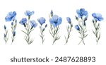 Blue flax flowers isolated on white vector collection. Plant for making medicine and linen fabric. Flax flowers isolated with blue buds and green leaves.