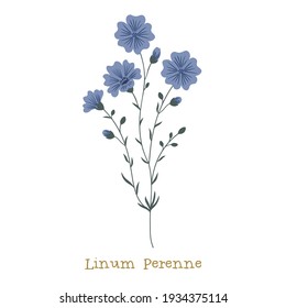 Blue Flax. Wild meadow flower clipart isolated on white background. Decorative botanical flat vector illustration.