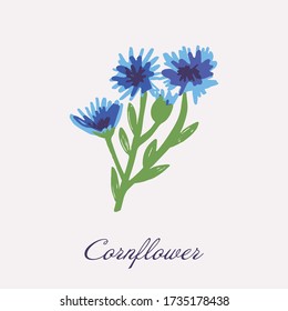 Blue Flower of Cornflower, isolated on white background. Vector hand drawn botanical illustration.