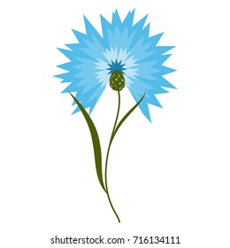 Blue flower cornflower isolated on white background. Cartoon vector centaurea cyanus
