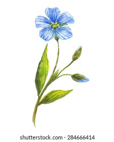 Blue flower of flax . Wild flowers. Watercolor floral illustration.