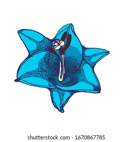 blue flower, hand drawing isolated on white background vector