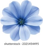 blue flower on white background
